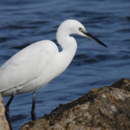 Little egret (Egretta garzetta)