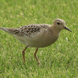 Buff-breasted sandpiper (Calidris subruficollis)