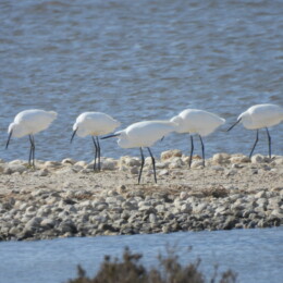 Little egret (Egretta garzetta)