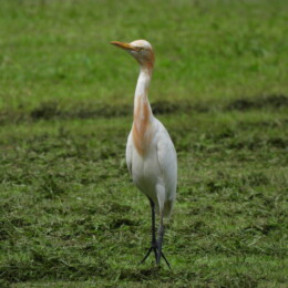 Eastern cattle egret (Ardea coromanda)