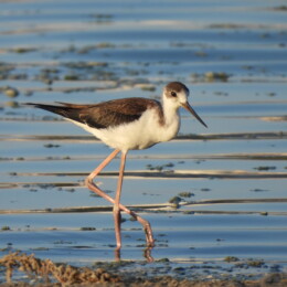 Black-winged stilt (Himantopus himantopus)