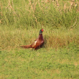 Common pheasant (Phasianus colchicus) male