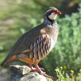 Red-legged partridge (Alectoris rufa)