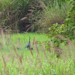 Green peafowl (Pavo muticus)