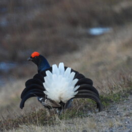 Black grouse (Lyrurus tetrix) male