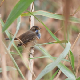 Bluethroat (Luscinia svecica cyanecula)