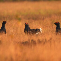 Black grouse (Lyrurus tetrix) male
