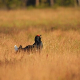 Black grouse (Lyrurus tetrix) male