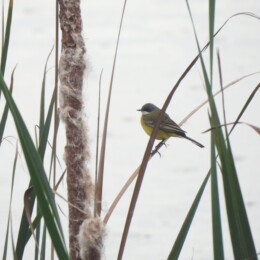Western yellow wagtail (Motacilla flava cinereocapilla)
