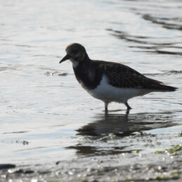 Ruddy turnstone (Arenaria interpres)