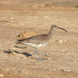 Eurasian whimbrel (Numenius phaeopus)