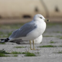 Ring-billed gull (Larus delawarensis)