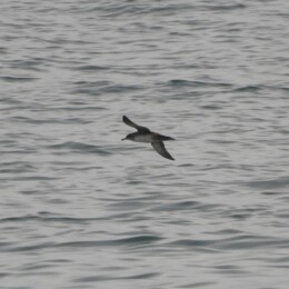 Mediterranean shearwater (Puffinus yelkouan mauretanicus)