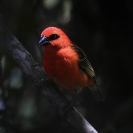 Red fody (Foudia madagascariensis) male
