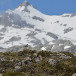 Water pipit (Anthus spinoletta spinoletta)