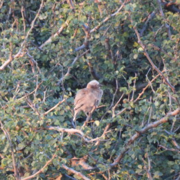 Gray-capped social weaver (Pseudonigrita arnaudi)
