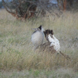Kori bustard (Ardeotis kori)