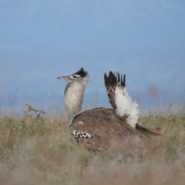 Kori bustard (Ardeotis kori)