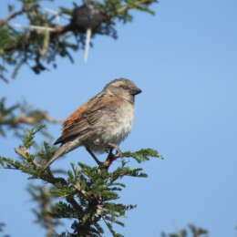 Kenya sparrow (Passer rufocinctus) female
