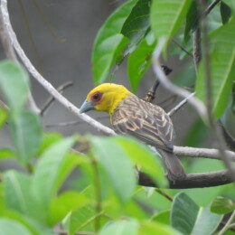 Sakalava weaver (Ploceus sakalava) male