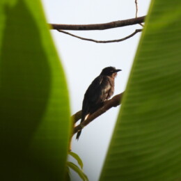 Square-tailed drongo-cuckoo (Surniculus lugubris)