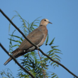 Red-eyed dove (Streptopelia semitorquata)