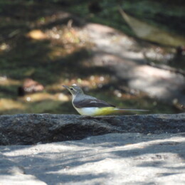 Gray wagtail (Motacilla cinerea)