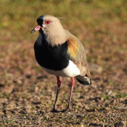 Southern lapwing (Vanellus chilensis)