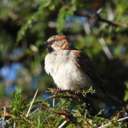 Kenya sparrow (Passer rufocinctus) male