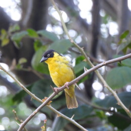 Baglafecht weaver (Ploceus baglafecht) male
