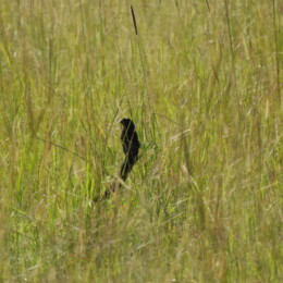 Jackson’s widowbird (Euplectes jacksoni)