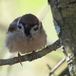 Eurasian tree sparrow (Passer montanus)
