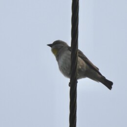 Yellow-throated sparrow (Gymnoris xanthocollis)