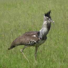Kori bustard (Ardeotis kori)