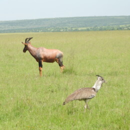 Kori bustard (Ardeotis kori)