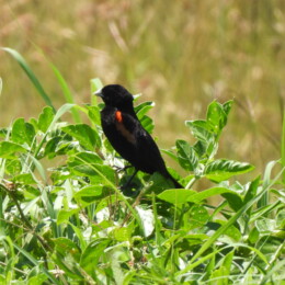 Fan-tailed widowbird (Euplectes axillaris)