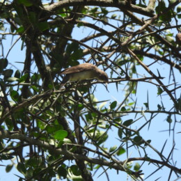 Yellow-spotted bush sparrow (Gymnoris pyrgita)