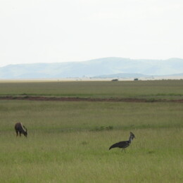 Kori bustard (Ardeotis kori)