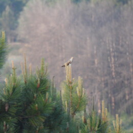 Common cuckoo (Cuculus canorus)