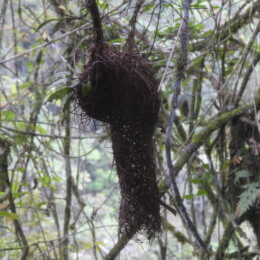 Nelicourvi weaver (Ploceus nelicourvi) nest