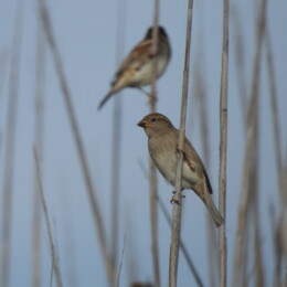 Spanish sparrow (Passer hispaniolensis) female