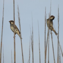 Spanish sparrow (Passer hispaniolensis) males