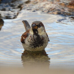 House sparrow (Passer domesticus) male