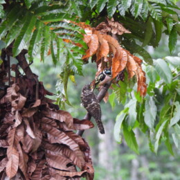 Indian cuckoo (Cuculus micropterus) being fed by a black-and-yellow broadbill (Eurylaimus ochromalus)
