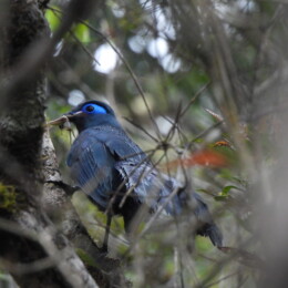 Blue coua (Coua caerulea)