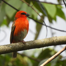 Red fody (Foudia madagascariensis) male