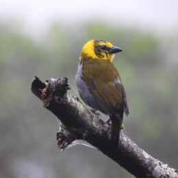Nelicourvi weaver (Ploceus nelicourvi) female