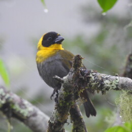 Nelicourvi weaver (Ploceus nelicourvi) male