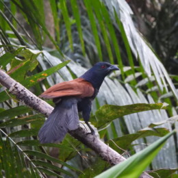 Greater coucal (Centropus sinensis sinensis)