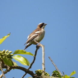 White-browed sparrow-weaver (Plocepasser mahali)